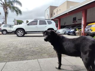 Foto do veículo Renault Duster 1.6 16v Hi-flex Expression